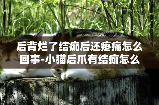 后背爛了結痂后還疼痛怎么回事-小貓后爪有結痂怎么回事