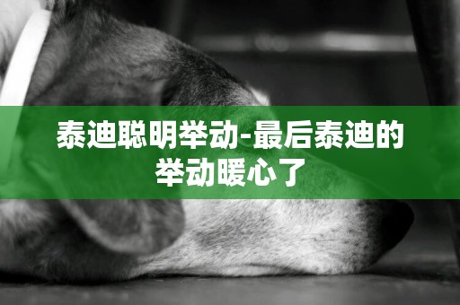 泰迪聰明舉動-最后泰迪的舉動暖心了