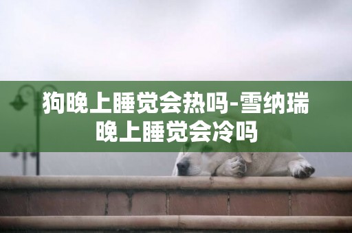 狗晚上睡覺會熱嗎-雪納瑞晚上睡覺會冷嗎