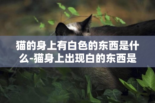 貓的身上有白色的東西是什么-貓身上出現白的東西是什么