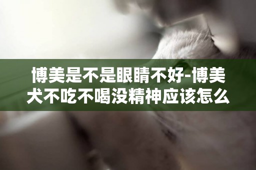 博美是不是眼睛不好-博美犬不吃不喝沒精神應該怎么辦