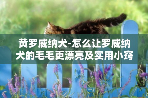 黃羅威納犬-怎么讓羅威納犬的毛毛更漂亮及實用小竅門