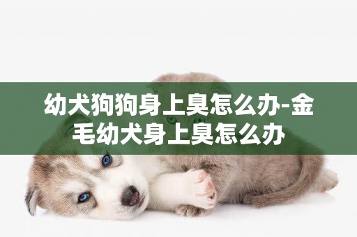 幼犬狗狗身上臭怎么辦-金毛幼犬身上臭怎么辦