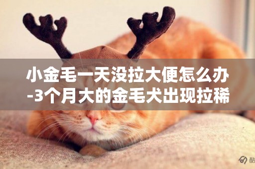 小金毛一天沒拉大便怎么辦-3個月大的金毛犬出現拉稀的情況怎么辦
