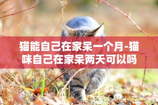 貓能自己在家呆一個月-貓咪自己在家呆兩天可以嗎
