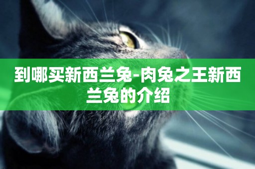 到哪買新西蘭兔-肉兔之王新西蘭兔的介紹