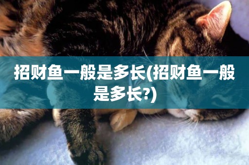 招財魚一般是多長(招財魚一般是多長?)