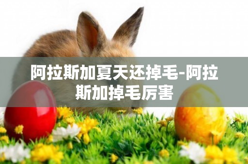 阿拉斯加夏天還掉毛-阿拉斯加掉毛厲害