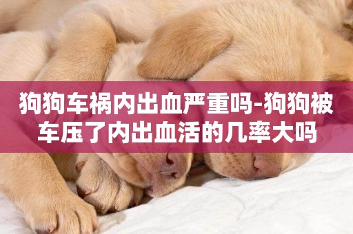 狗狗車禍內出血嚴重嗎-狗狗被車壓了內出血活的幾率大嗎