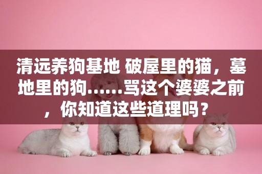 清遠養狗基地 破屋里的貓，墓地里的狗……罵這個婆婆之前，你知道這些道理嗎？ 