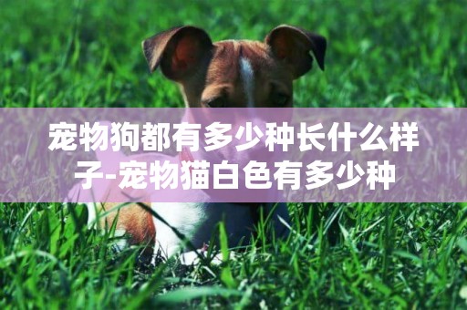寵物狗都有多少種長什么樣子-寵物貓白色有多少種