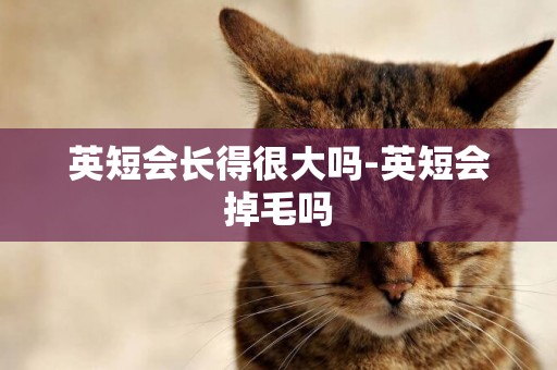 英短會長得很大嗎-英短會掉毛嗎