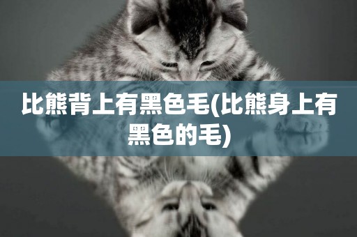 比熊背上有黑色毛(比熊身上有黑色的毛)