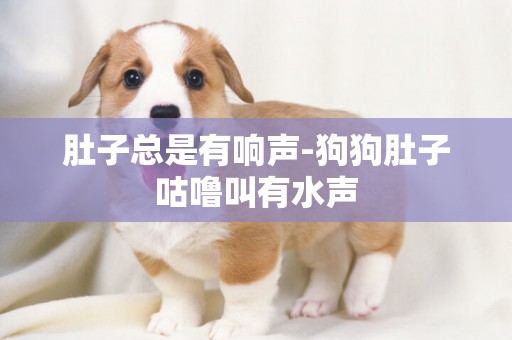 肚子總是有響聲-狗狗肚子咕嚕叫有水聲