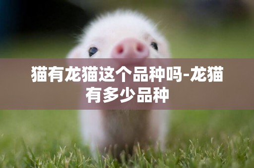 貓有龍貓這個品種嗎-龍貓有多少品種