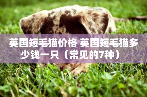英國短毛貓價格 英國短毛貓多少錢一只（常見的7種） 