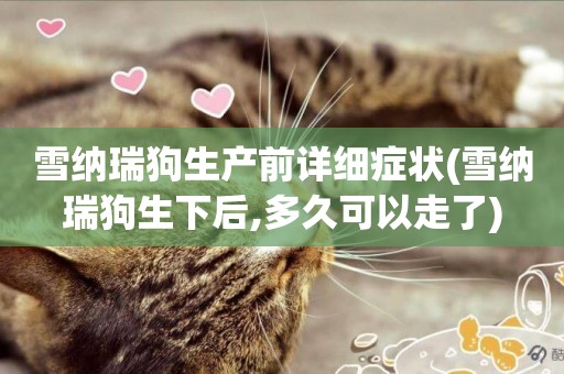 雪納瑞狗生產前詳細癥狀(雪納瑞狗生下后,多久可以走了)