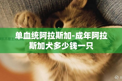 單血統阿拉斯加-成年阿拉斯加犬多少錢一只