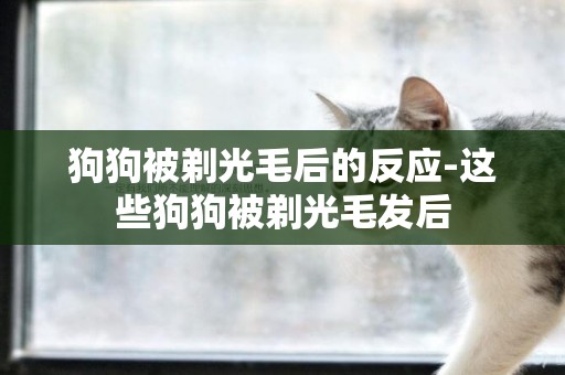 狗狗被剃光毛后的反應-這些狗狗被剃光毛發后
