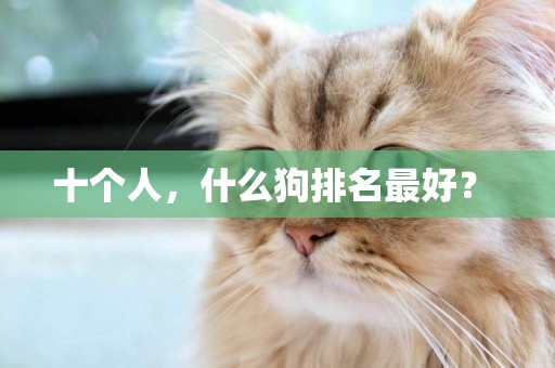 十個人，什么狗排名最好？ 