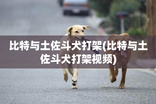 比特與土佐斗犬打架(比特與土佐斗犬打架視頻)