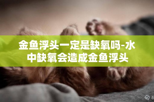 金魚浮頭一定是缺氧嗎-水中缺氧會造成金魚浮頭