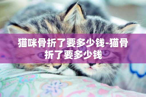 貓咪骨折了要多少錢-貓骨折了要多少錢