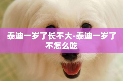 泰迪一歲了長不大-泰迪一歲了不怎么吃