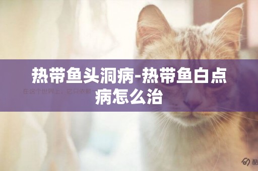 熱帶魚頭洞病-熱帶魚白點病怎么治