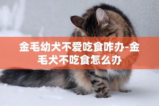 金毛幼犬不愛吃食咋辦-金毛犬不吃食怎么辦