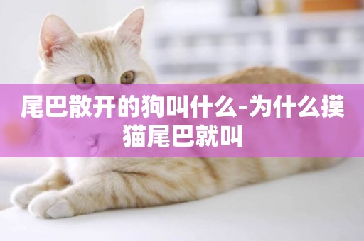 尾巴散開的狗叫什么-為什么摸貓尾巴就叫