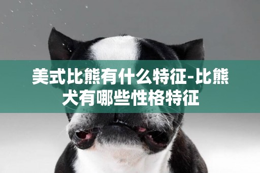 美式比熊有什么特征-比熊犬有哪些性格特征
