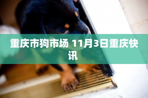 重慶市狗市場 11月3日重慶快訊 