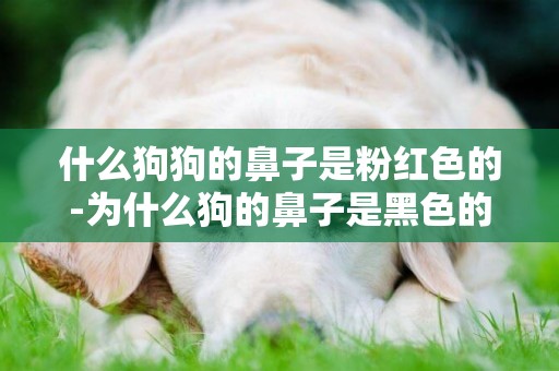 什么狗狗的鼻子是粉紅色的-為什么狗的鼻子是黑色的