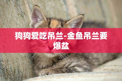 狗狗愛吃吊蘭-金魚吊蘭要爆盆