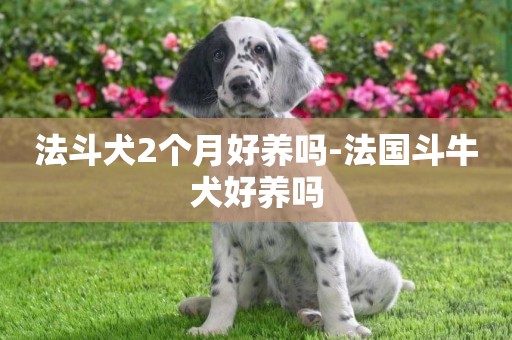 法斗犬2個月好養嗎-法國斗牛犬好養嗎