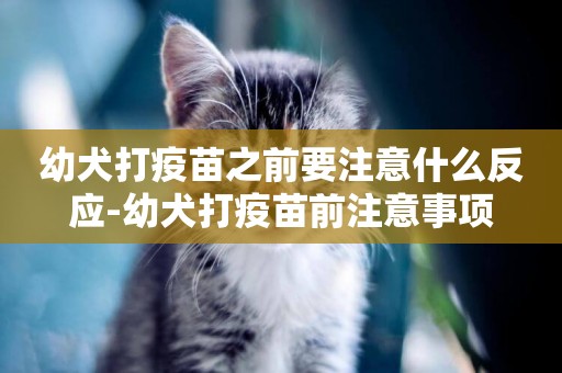 幼犬打疫苗之前要注意什么反應-幼犬打疫苗前注意事項