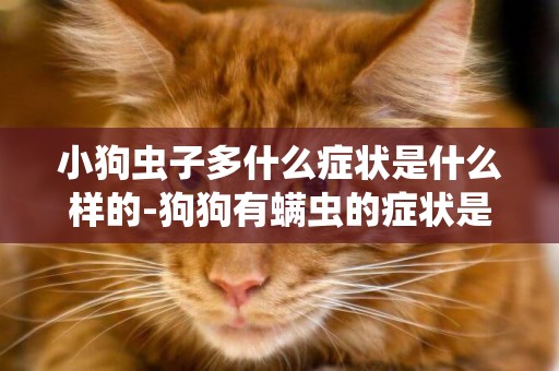 小狗蟲子多什么癥狀是什么樣的-狗狗有螨蟲的癥狀是什么樣子的