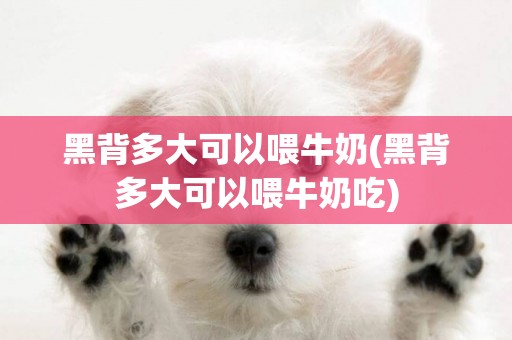 黑背多大可以喂牛奶(黑背多大可以喂牛奶吃)
