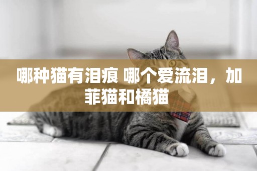 哪種貓有淚痕 哪個愛流淚，加菲貓和橘貓 