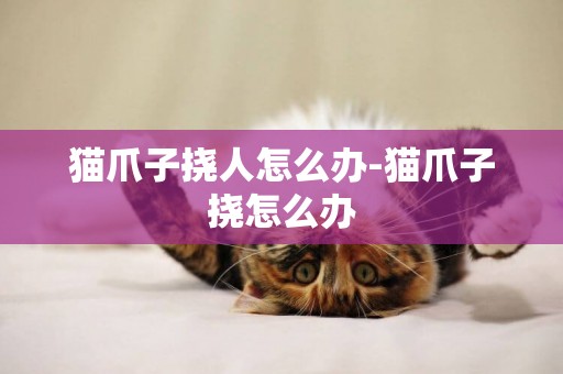貓爪子撓人怎么辦-貓爪子撓怎么辦