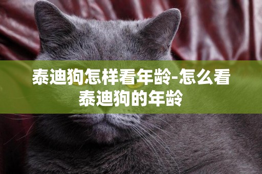 泰迪狗怎樣看年齡-怎么看泰迪狗的年齡