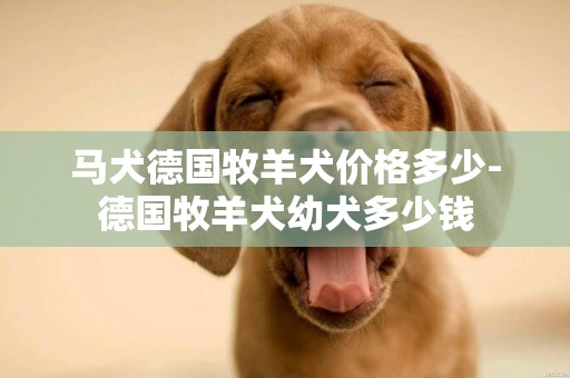 馬犬德國牧羊犬價格多少-德國牧羊犬幼犬多少錢