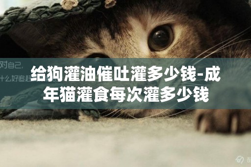 給狗灌油催吐灌多少錢-成年貓灌食每次灌多少錢