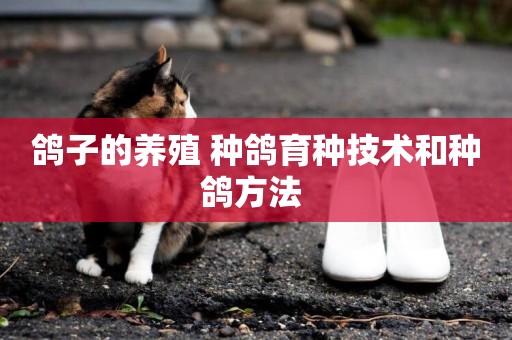 鴿子的養殖 種鴿育種技術和種鴿方法 