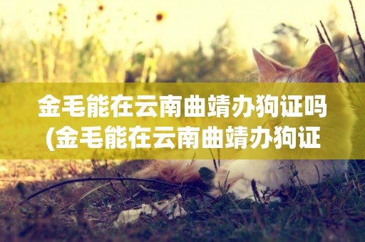 金毛能在云南曲靖辦狗證嗎(金毛能在云南曲靖辦狗證嗎有多少錢)