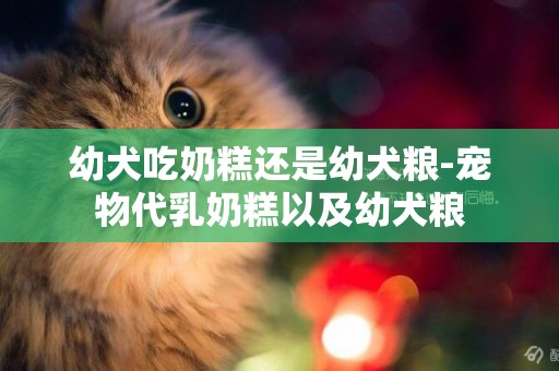 幼犬吃奶糕還是幼犬糧-寵物代乳奶糕以及幼犬糧
