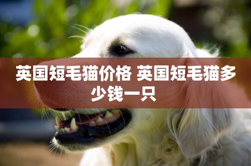 英國短毛貓價格 英國短毛貓多少錢一只 