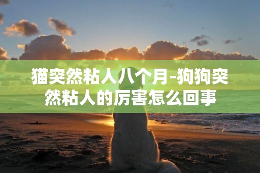 貓突然粘人八個月-狗狗突然粘人的厲害怎么回事
