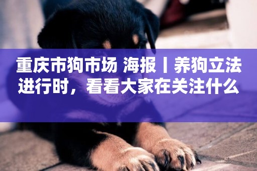 重慶市狗市場 海報丨養狗立法進行時，看看大家在關注什么 